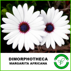 Dimorphotheca (varios colores)