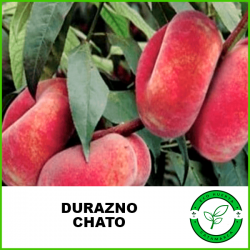 Durazno Chato