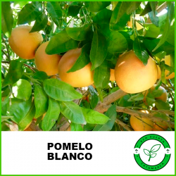 Pomelo Blanco