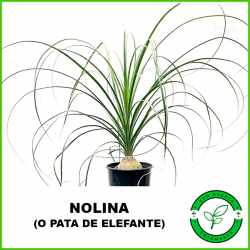 Nolina (o Pata de Elefante)