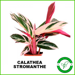 Calathea Stromanthe