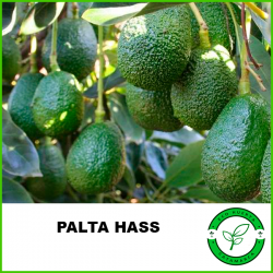 Palta Hass