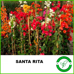 Santa Rita