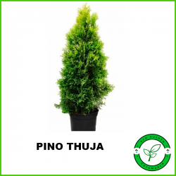 Pino Thuja