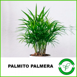 Palmera Palmito