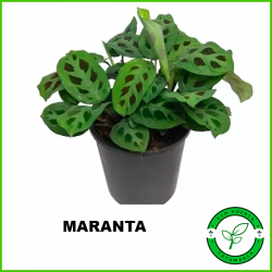 Maranta