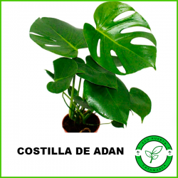 Costilla de Adan