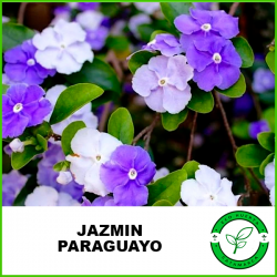 Jazmin Paraguayo