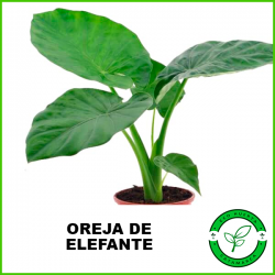 Oreja de Elefante (Alocasia)