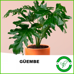 Güembe