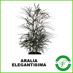 Aralia Elegantísima