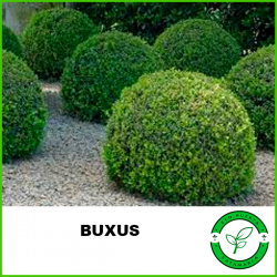 Buxus