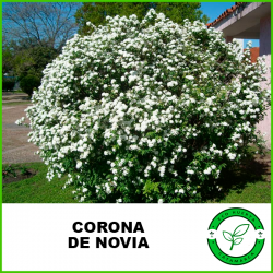 Corona de Novia