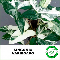 Singonio Marmolado (Variegado)