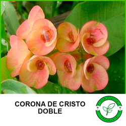 Corona de Cristo (doble)