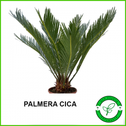 Palmera Cica (Cyca Revoluta)