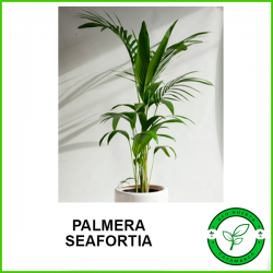 Palmera Seafortia