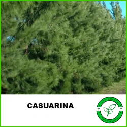 Casuarina