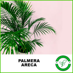 Palmera Areca