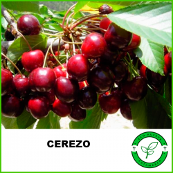 Cerezo