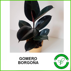 Gomero Borgoña