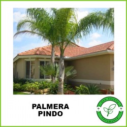 Palmera Pindo