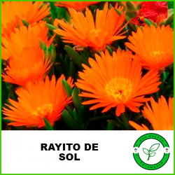 Rayito de Sol (Ficoide)
