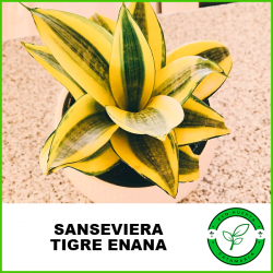 Sanseviera Tigre Enana