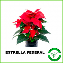 Estrella Federal