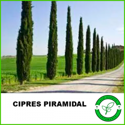 Cipres Piramidal