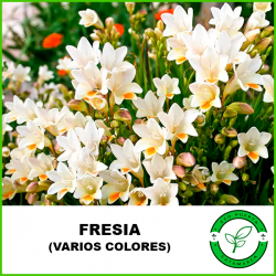 Fresia (varios colores)