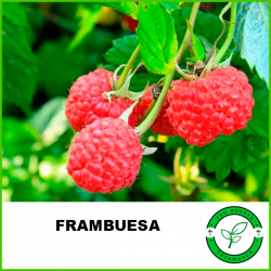 Frambuesa