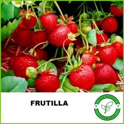 Frutilla