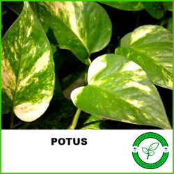 Potus
