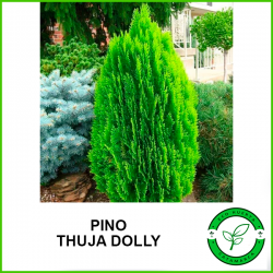 Pino Thuja Dolly