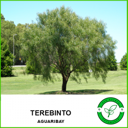 Terebinto (o Aguaribay)