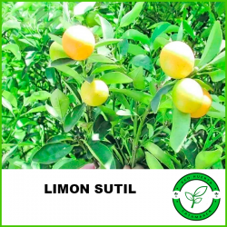 Limón Sutil