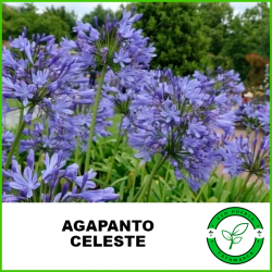 Agapantus Celeste
