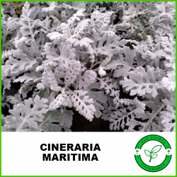 Cineraria Marítima