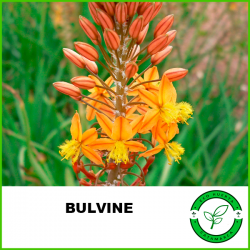 Bulvine