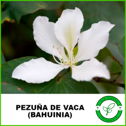 Pezuña de Vaca (Bahuinia)