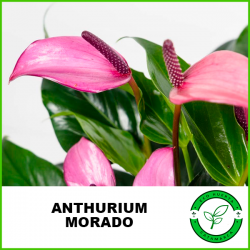 Anthurium Morado