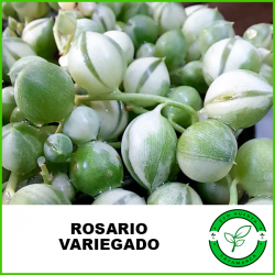 Rosario Variegado