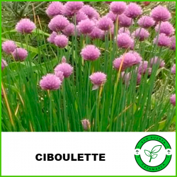 Ciboulette