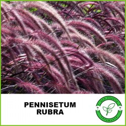 Pennisetum Rubra