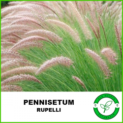 Pennisetum Rupelli