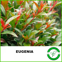 Eugenia