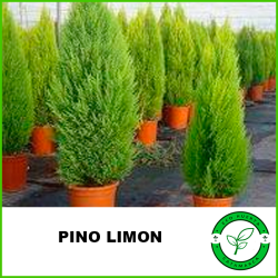 Pino Limón