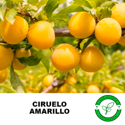 Ciruelo Amarillo