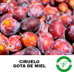 Ciruelo Gota de Miel